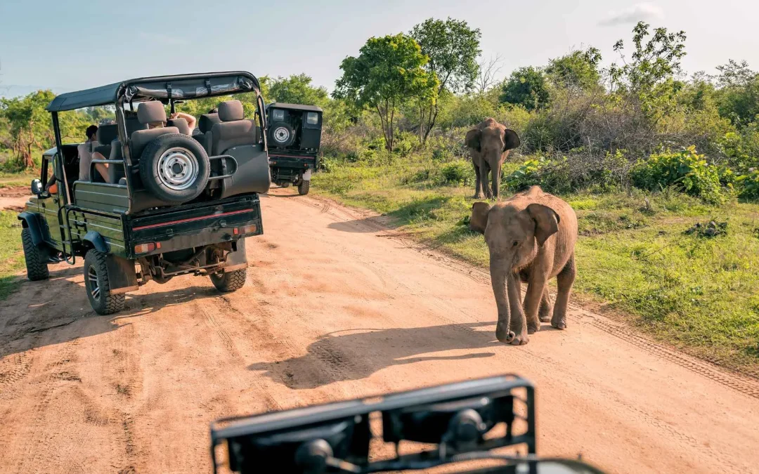 Udawalawa Safari