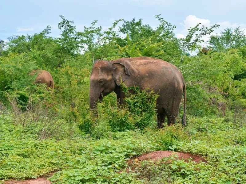 udawalawe Elephats in one dae udawawalwe tour