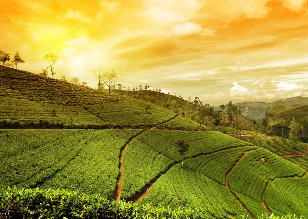 Sigiriya Dambulla Day Tour