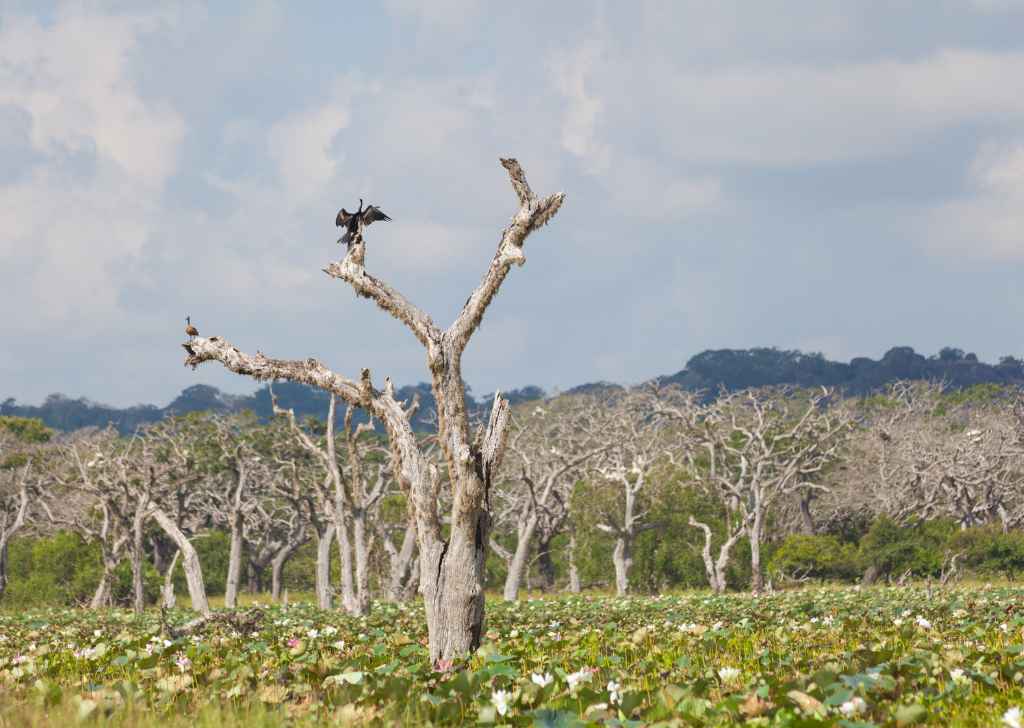 Yala National Park Safari