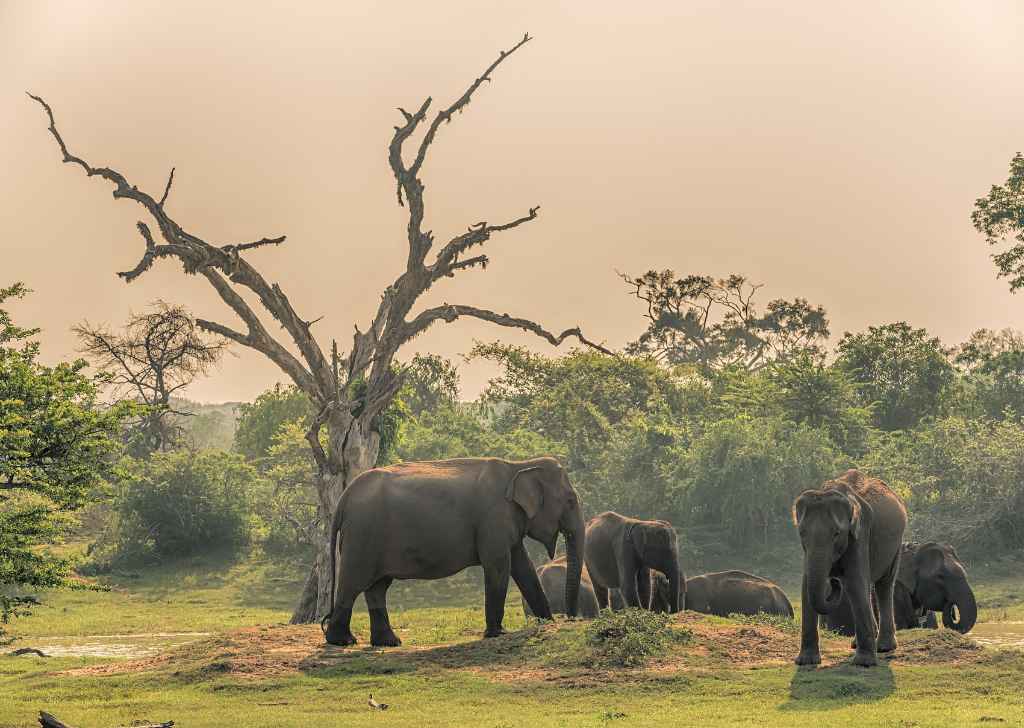 Yala Elephant Yala National Park Tour