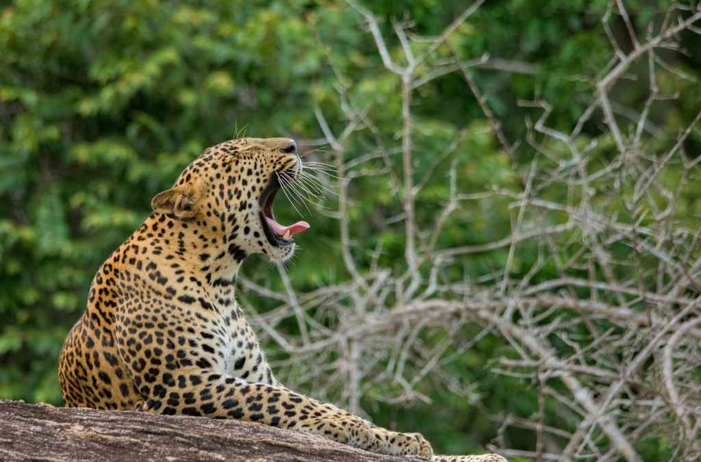 Yala Day Tour