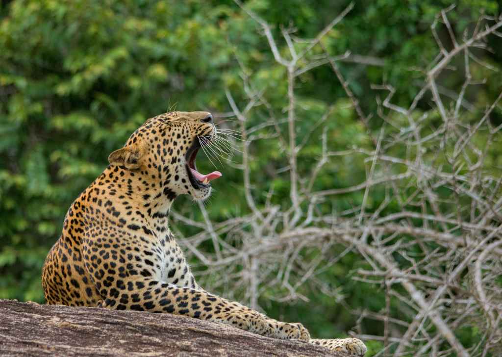 Yala Safari Day Tour