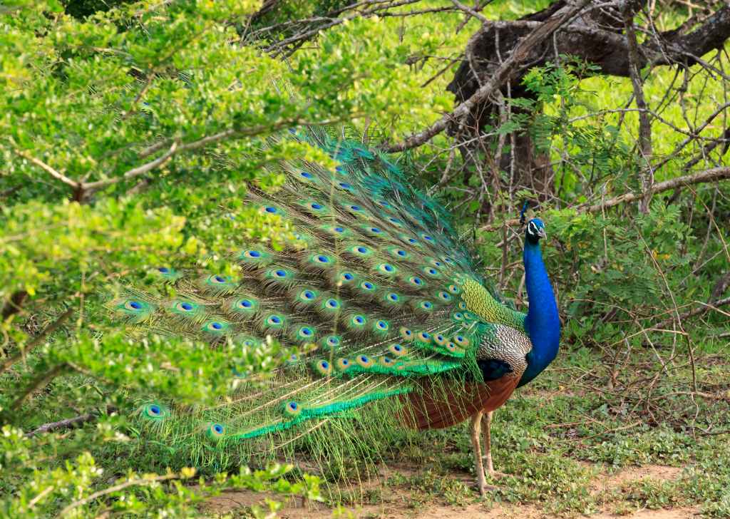Yala Peacock Yala Private Safari