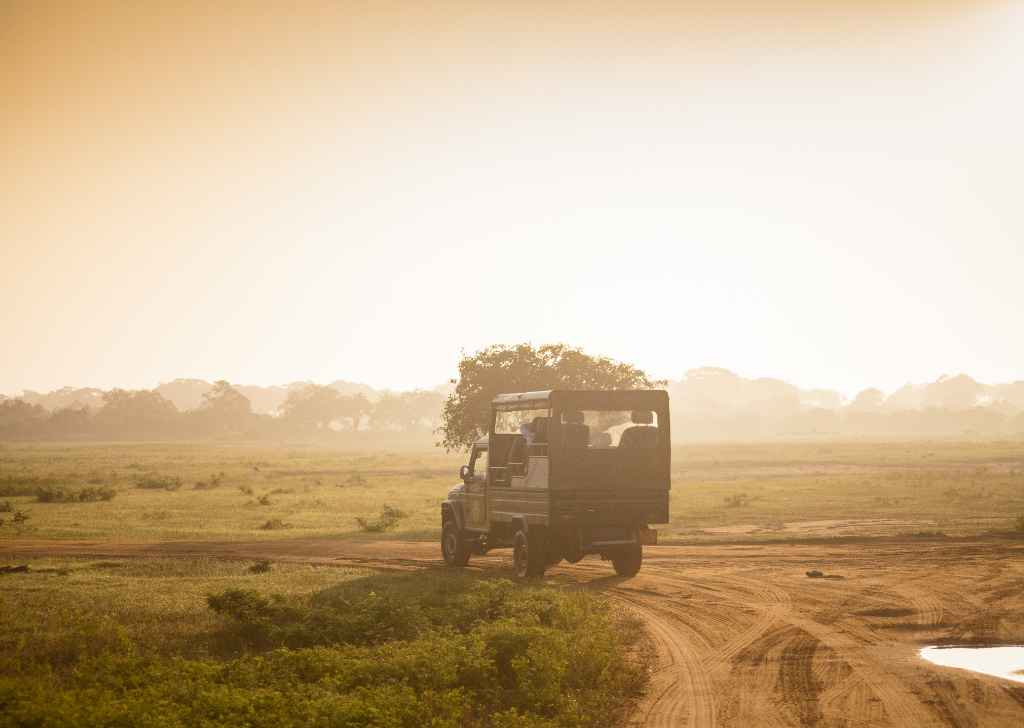 Yala Safari Day Tour